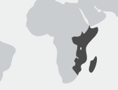 Premium - 15 Dias - Safári africano